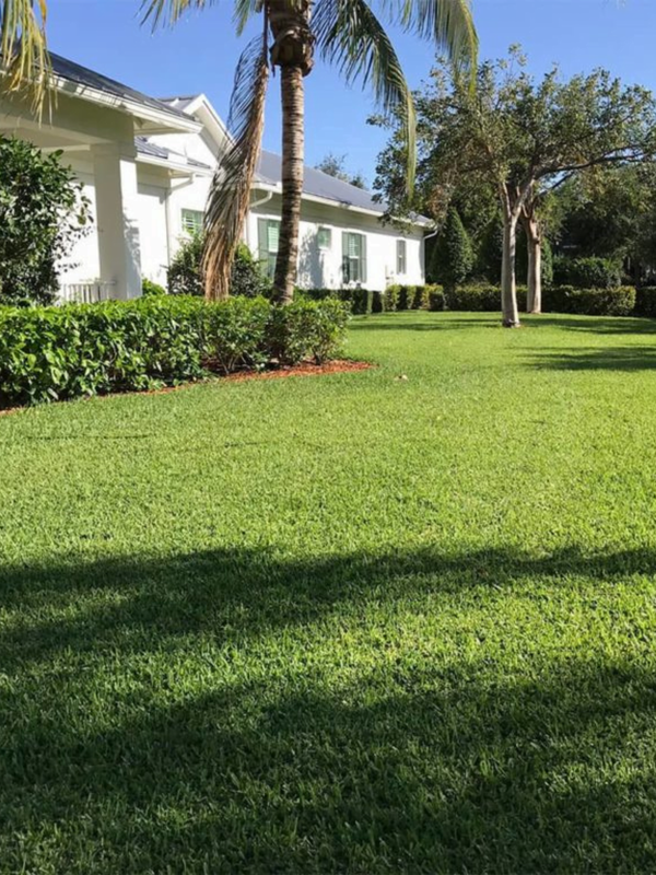 Sod - Pallet of St. Augustine FLORATAM