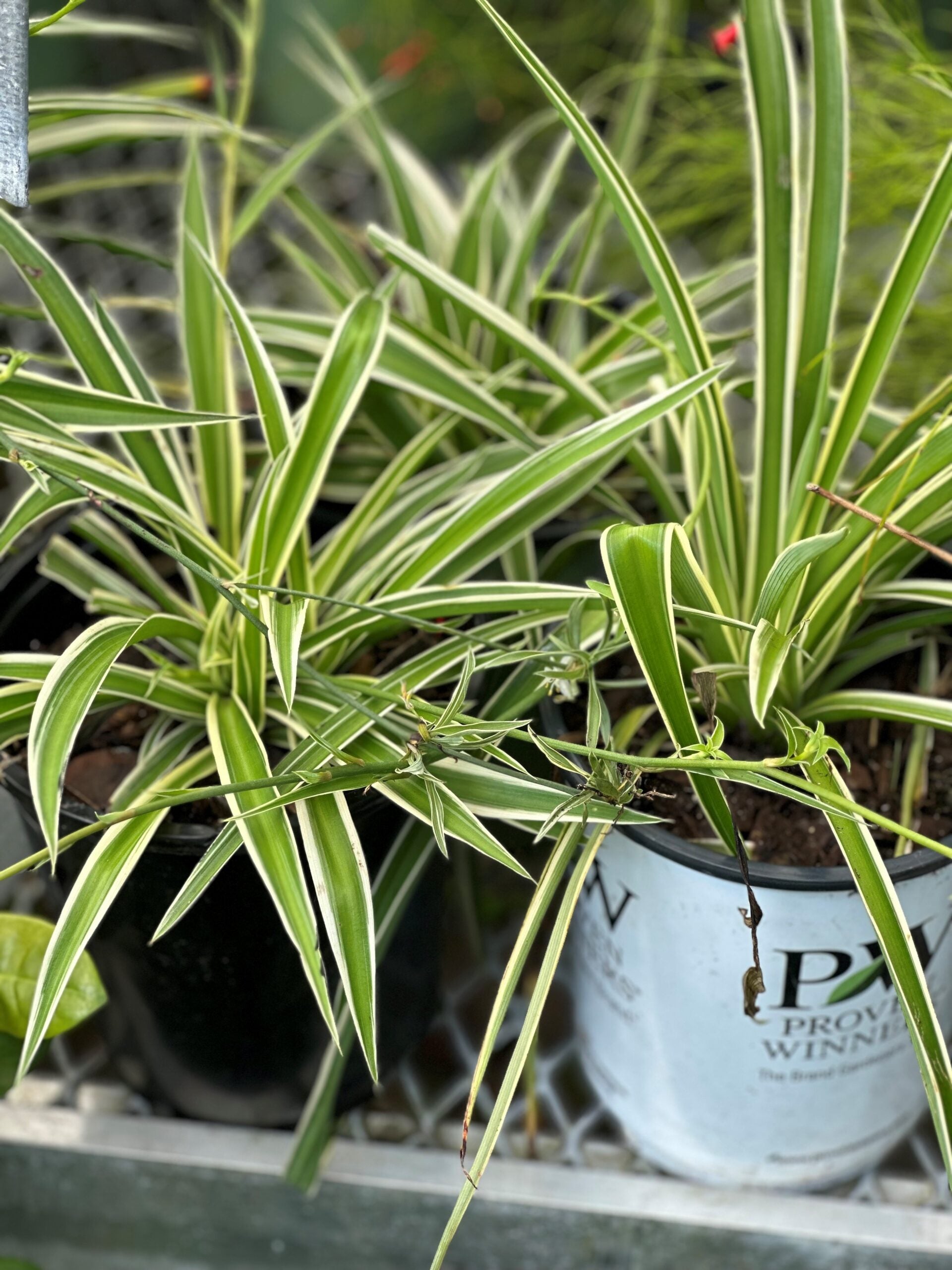 kinds of spider plants Spider Plant – Liberty Landscape Supply