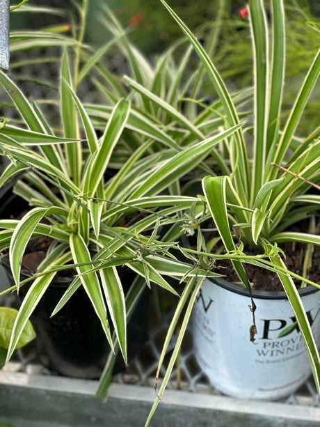 Spider Plant