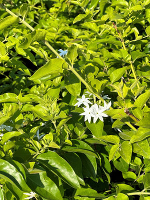 Star Jasmine