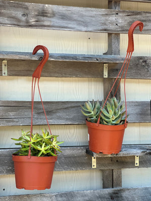 Succulent 6 Hanging Baskets