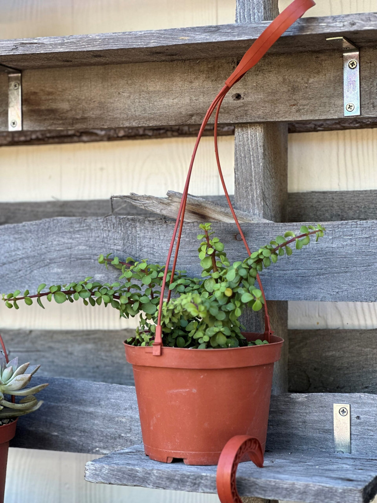 Succulent 6 Hanging Baskets