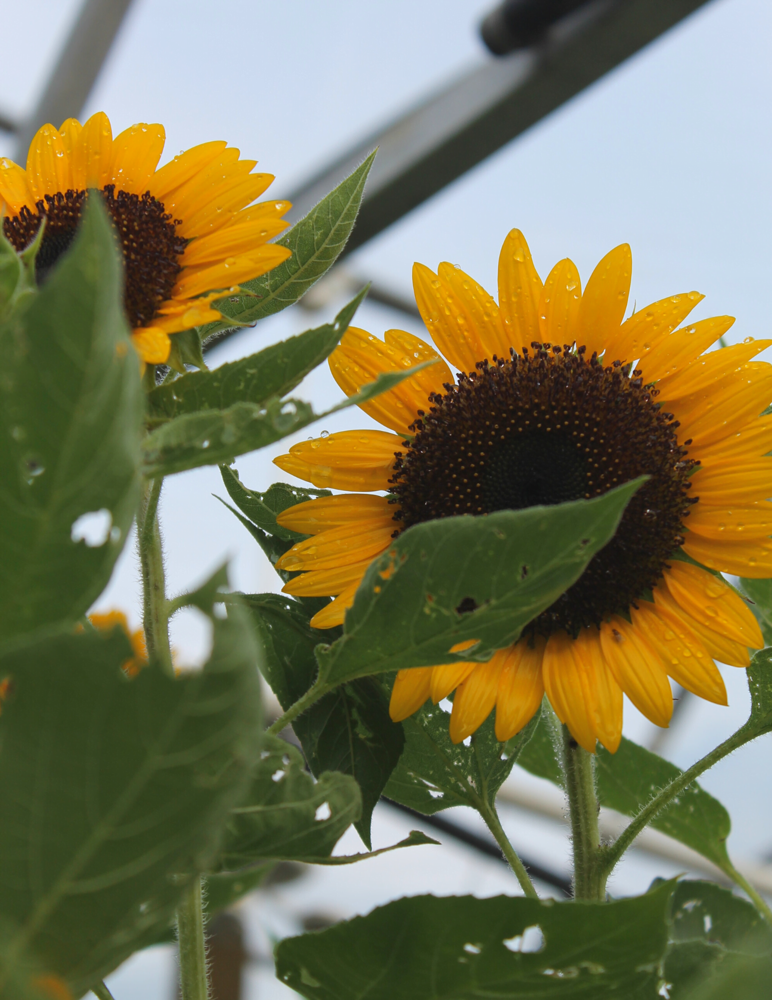Sunflower – Liberty Landscape Supply