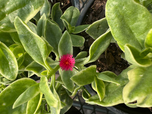 Aptenia Sunrose