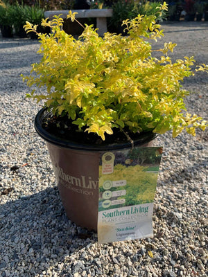 Sunshine Ligustrum with yellow leaves in southern living pot