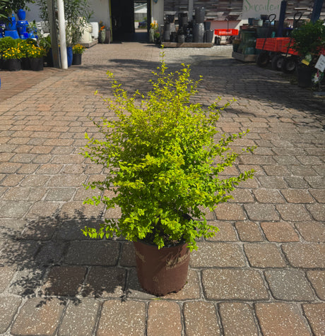 Potted plant on a paved area with equipment and containers in the background