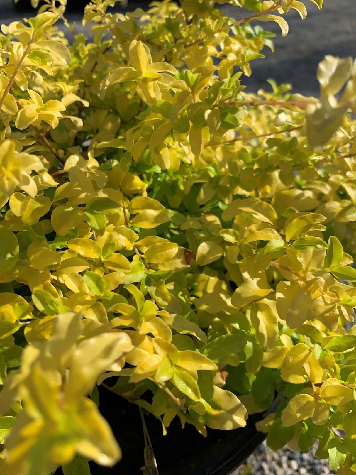 Sunshine Ligustrum