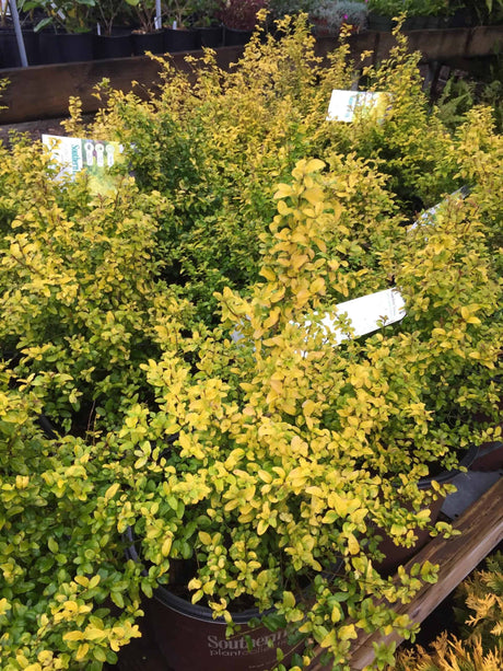 Sunshine Ligustrum