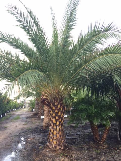 Sylvester Date Palm