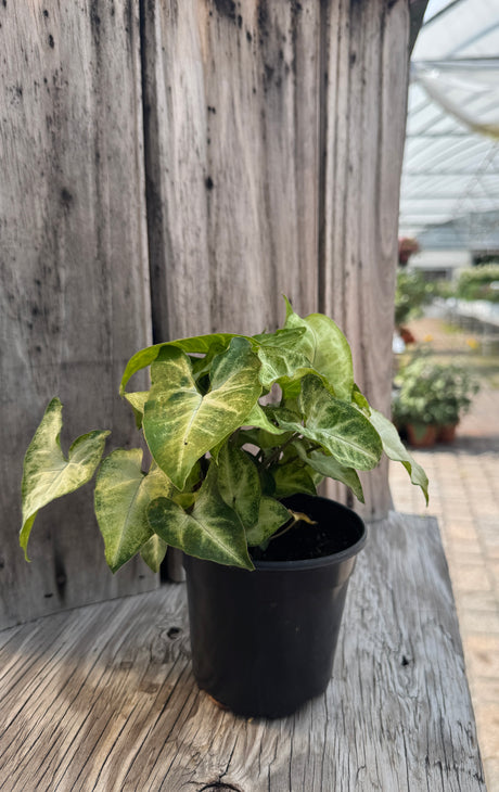 Syngonium in pot at Liberty Landscape Supply