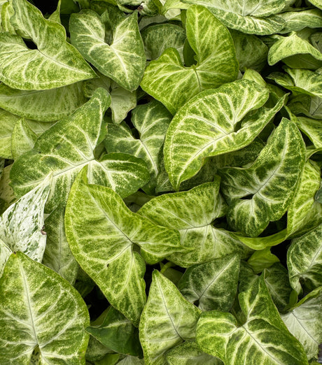 white and green Syngonium leaves
