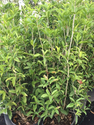 Tea Olive plant