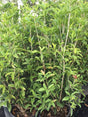 Tea Olive plant