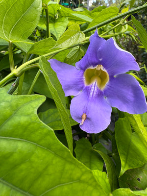 purple Thunbergia flower vine