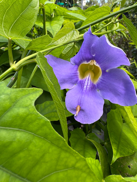 purple Thunbergia flower vine