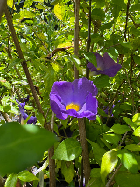 kings mantle Thunbergia with three purple flowers