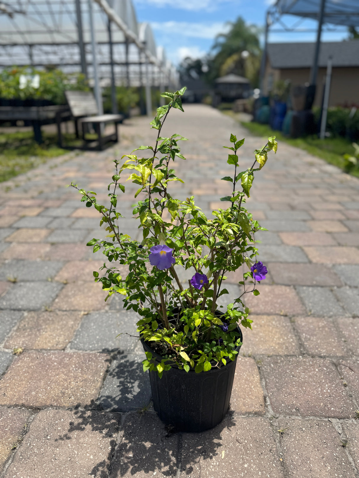 kings mantle Thunbergia plant at Liberty nursery