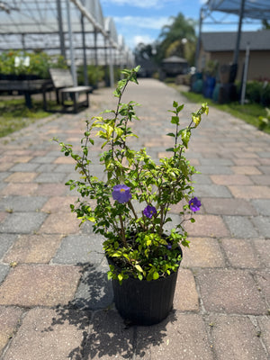 kings mantle Thunbergia plant at Liberty nursery