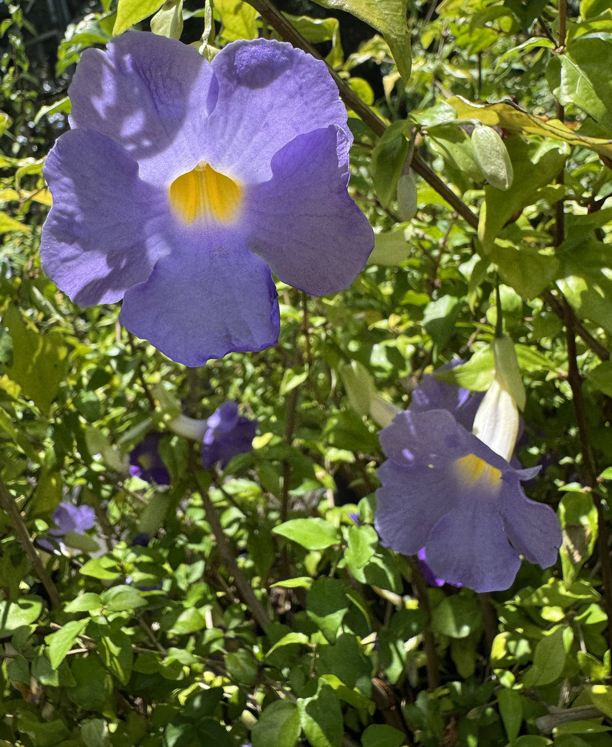 light purple blue flowers on Thunbergia plant