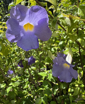 light purple blue flowers on Thunbergia plant