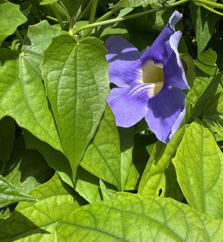blue sky vine plant 