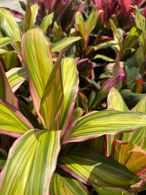 multicolored striped ti leaves at Liberty