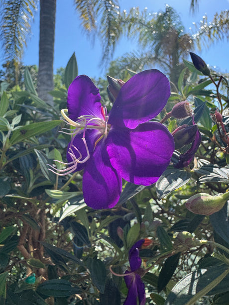 Bright purple Tibouchina flower in sun
