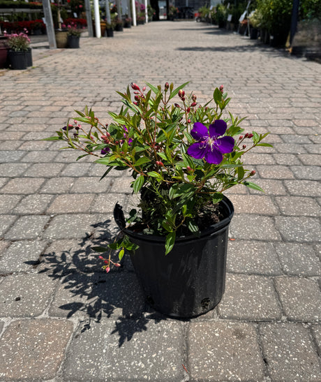 Tibouchina shrub with buds and vibrant flower