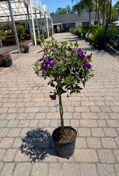 Tibouchina tree with purple flowers