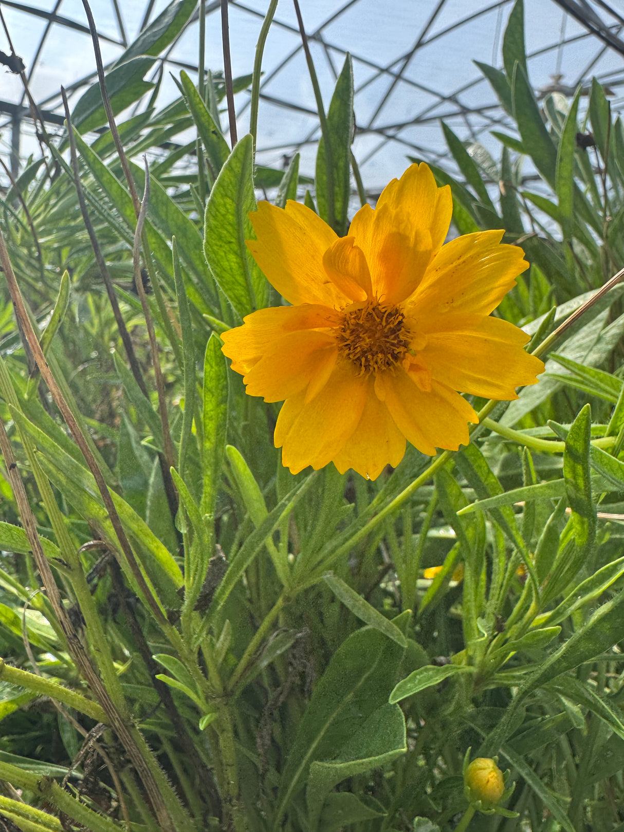 Yellow flower with green leaves against a blurred background