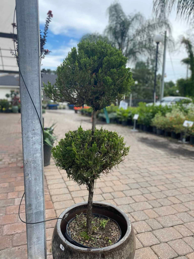 topiary house plants Topiary – Liberty Landscape Supply