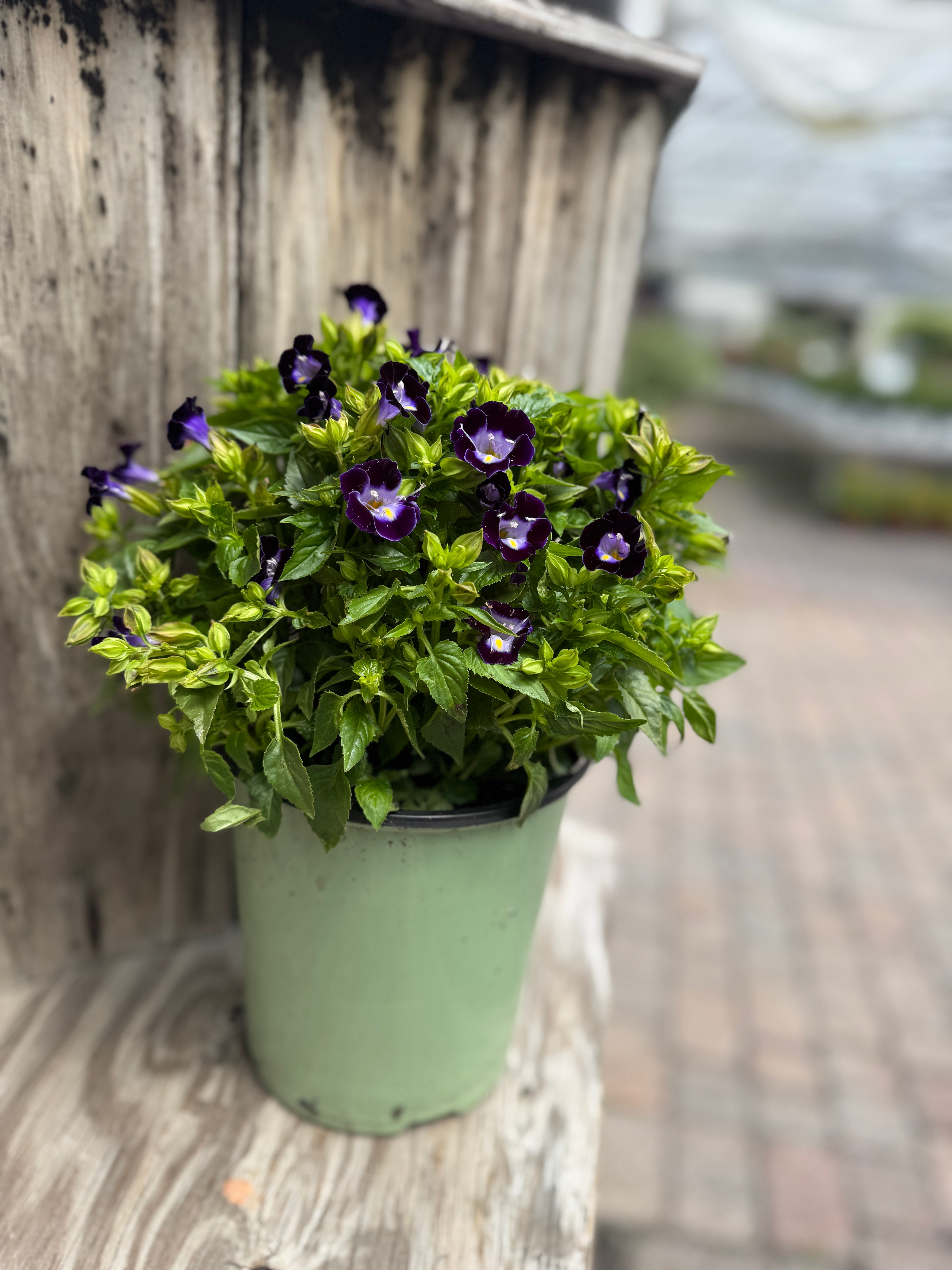 spring potted plants for sale Torenia – Liberty Landscape Supply