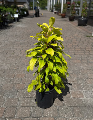 Philodendron plant on totem with golden leaves