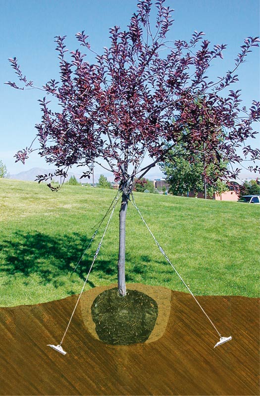 Arborbrace Tree Guying Staking Kit