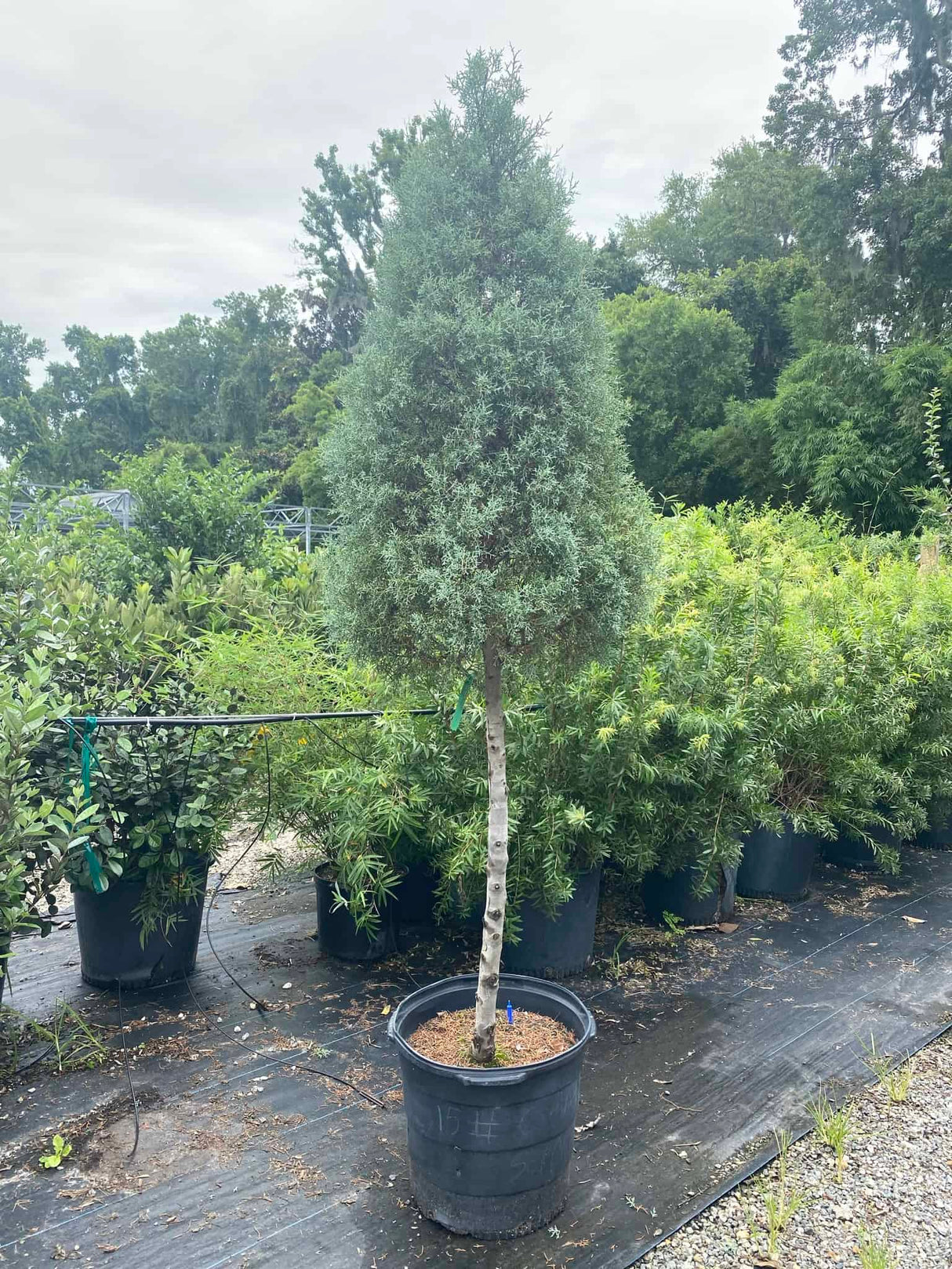 Topiary plant at nursery