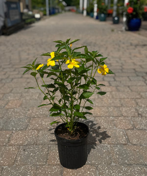 do pot plants have yellow flowers Turnera Jamaican Buttercup – Liberty Landscape Supply