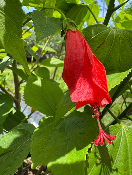 bright red Turks Cap flower at Liberty Landscape Supply