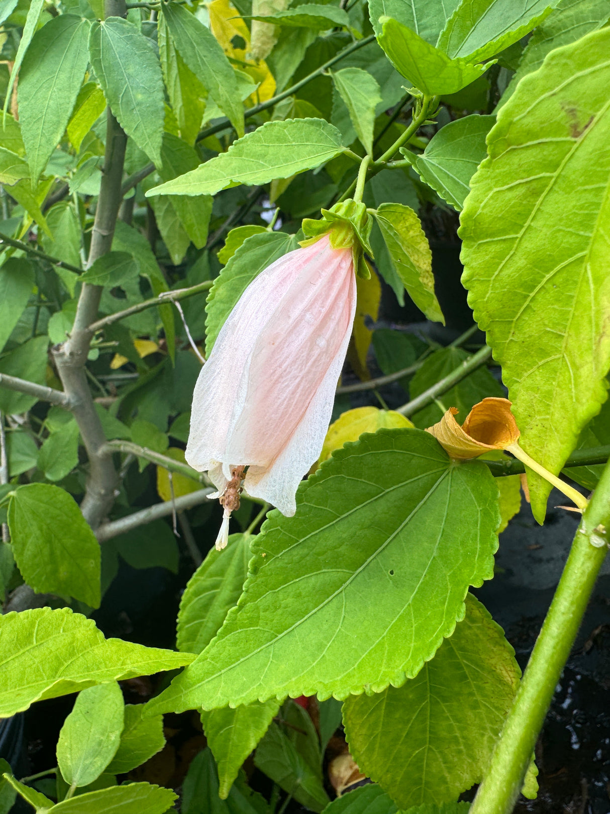 soft pink Turks Cap flower at nursery 