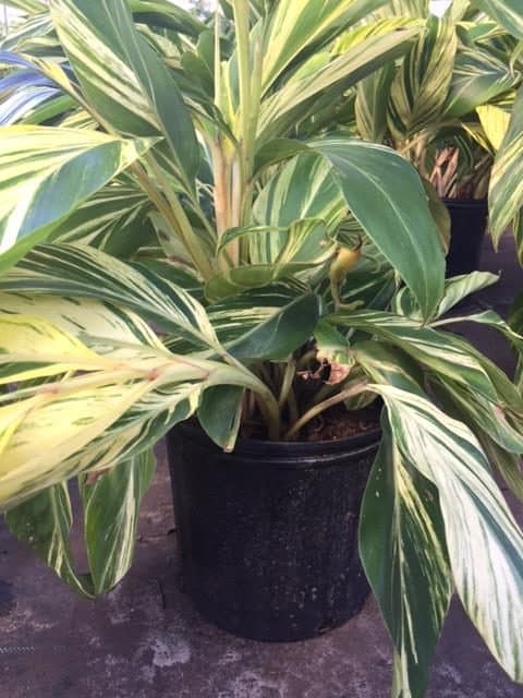 Variegated Ginger