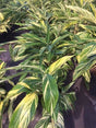 Variegated Ginger