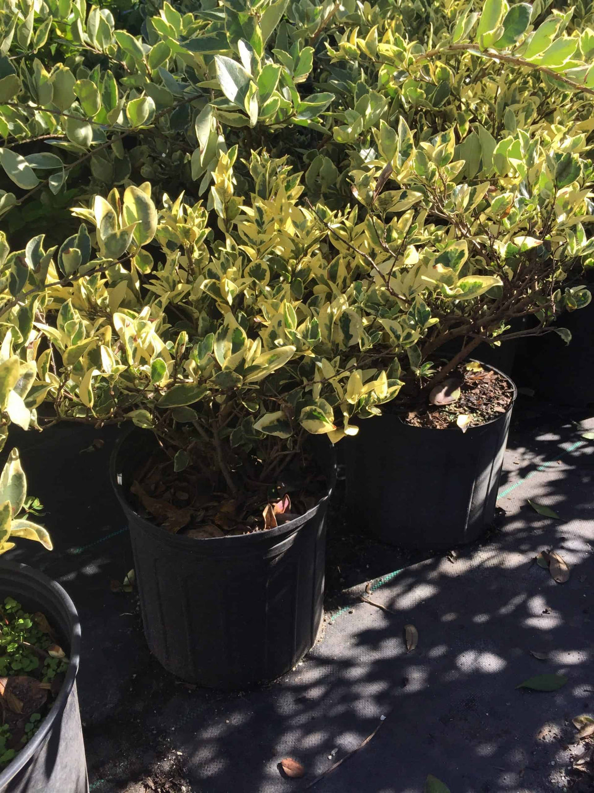 Variegated Ligustrum – Liberty Landscape Supply