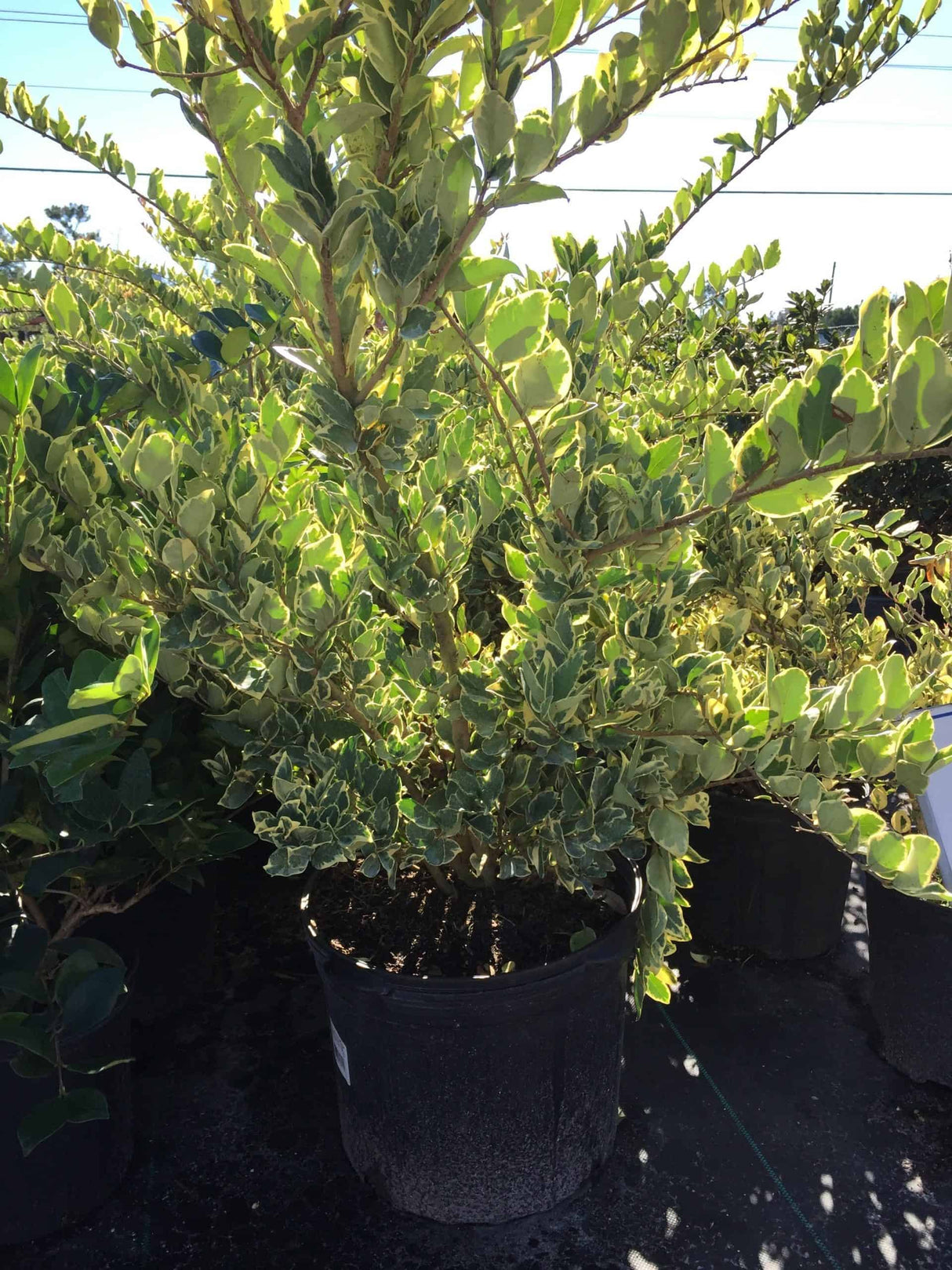Variegated Ligustrum – Liberty Landscape Supply
