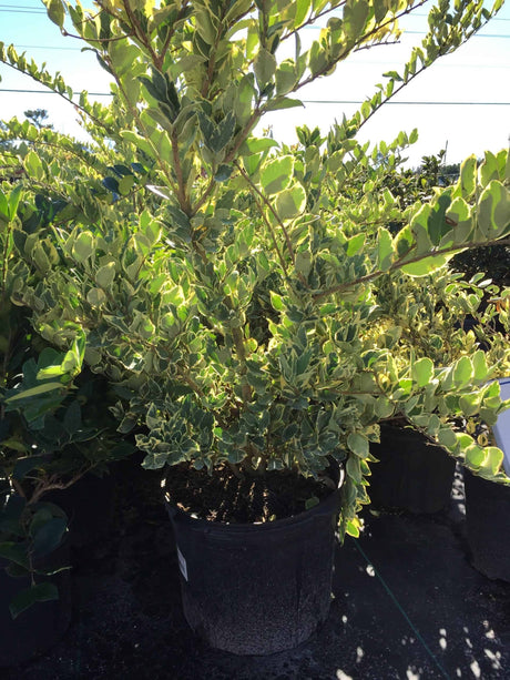Variegated Ligustrum