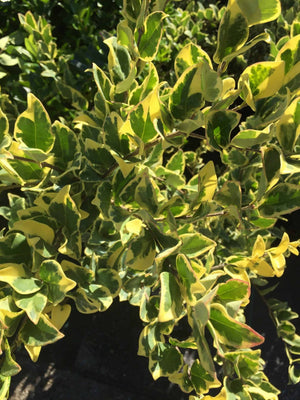Variegated Ligustrum