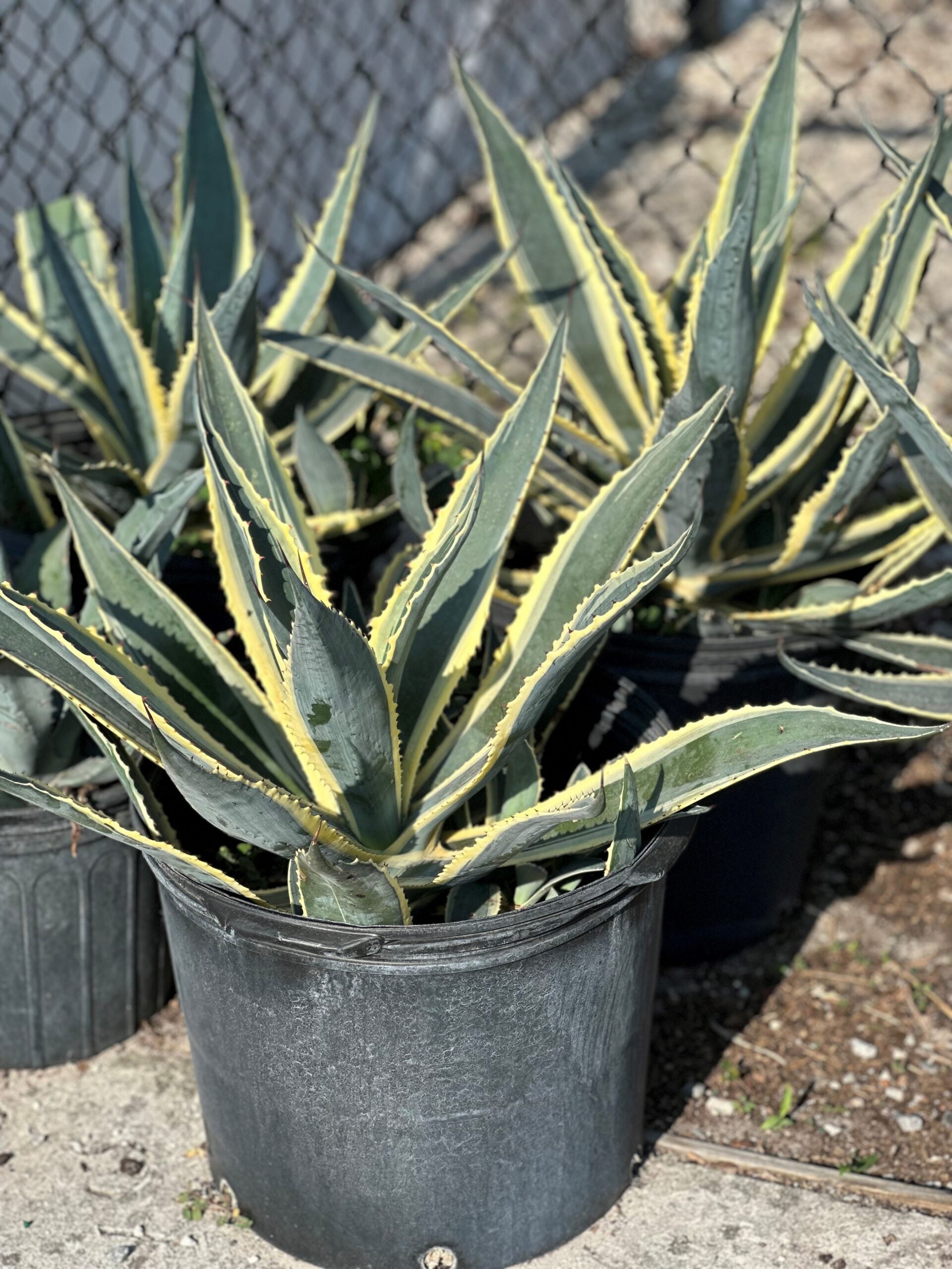 洋書 Agaves of Continental North America Agaves of Continental North America: Gentry, Howard Scott