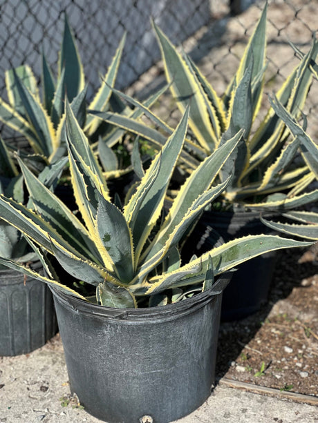 Agave