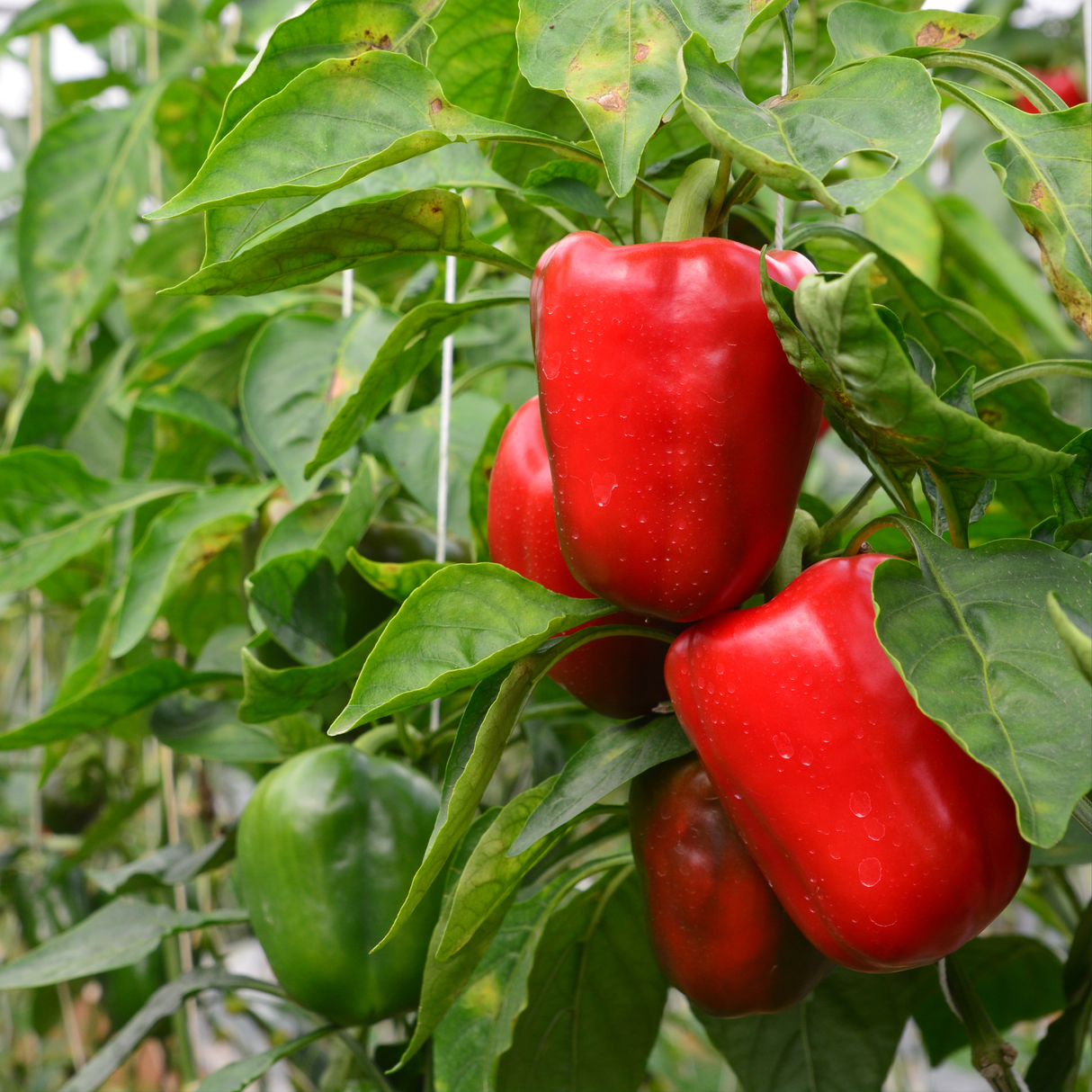 Vegetable