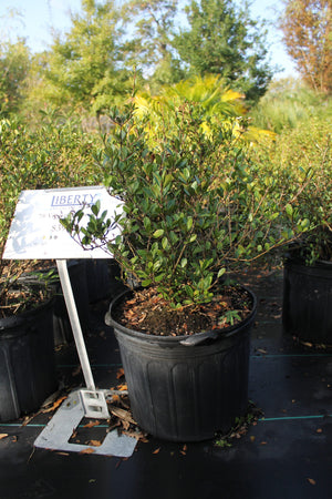 Viburnum Densa