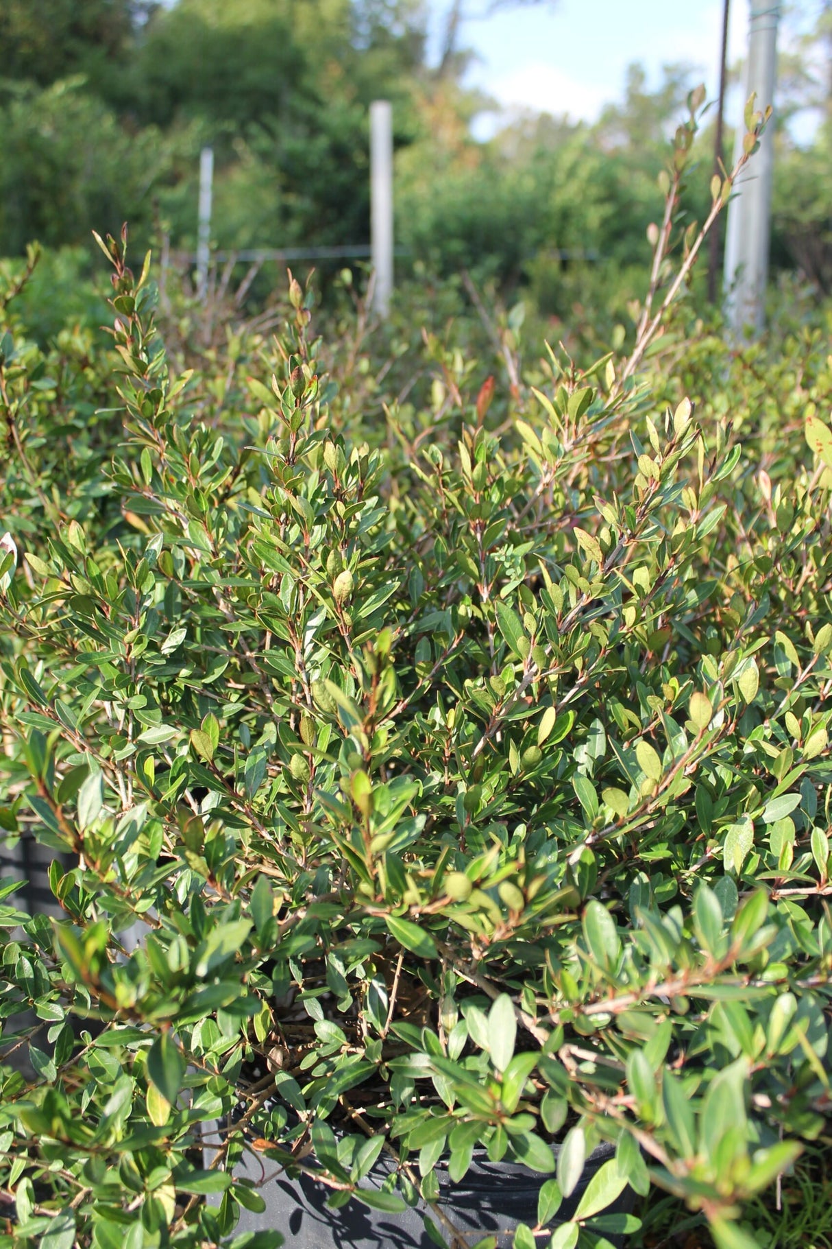 Viburnum Densa