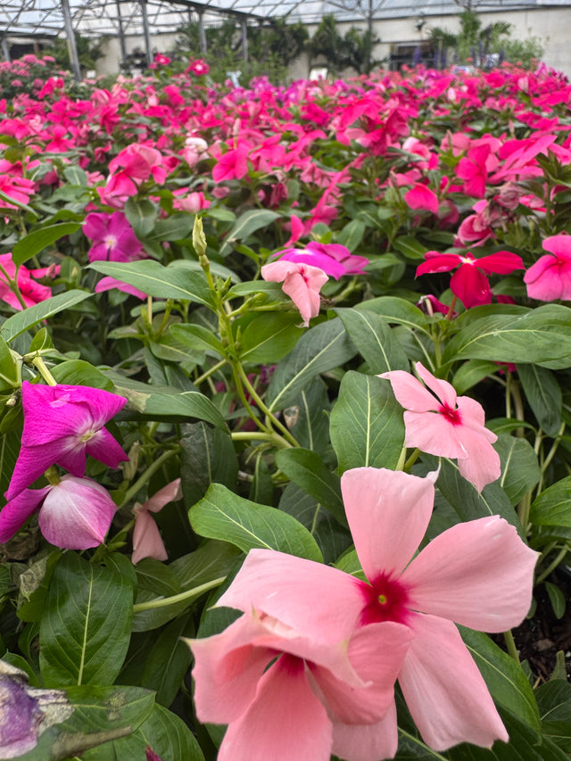 vinca plant fertilizer Vinca – Liberty Landscape Supply